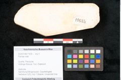 Foto (Objekt + Etikett) von Plantae indet.  (NHMW-GEO-2024-0188-11635)